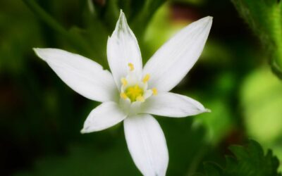 Conseiller en fleurs de Bach : votre guide pour l’équilibre émotionnel et le bien-être