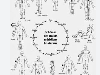Qu’est-ce qu’un méridien en Kinésiologie?